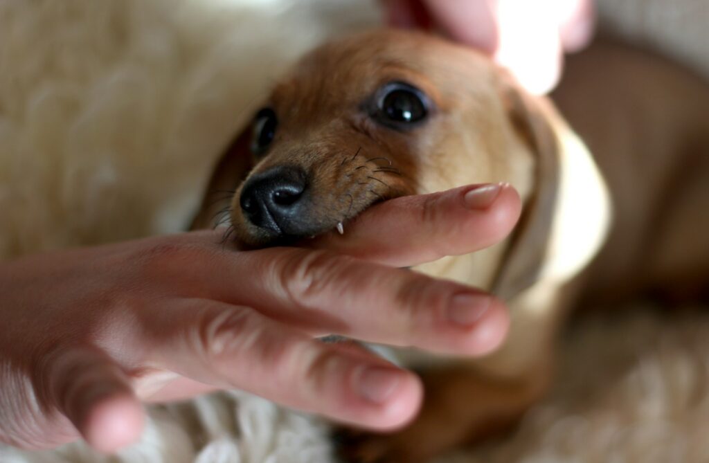 Little dog bite, close up